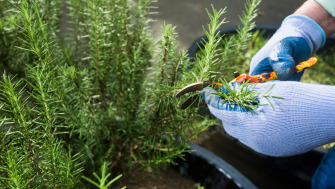 Cum să crești și să îngrijești plantele de rozmarin (Rosmarinus officinalis): Ghid practic