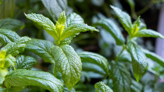 Cultivarea și îngrijirea plantelor de menta verde (Mentha spicata): Ghid complet pentru pasionatii de grădinărit