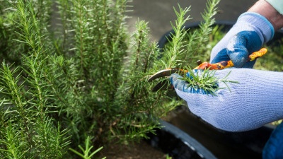 Cum să crești și să îngrijești plantele de rozmarin (Rosmarinus officinalis): Ghid practic