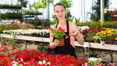 Ghid complet de îngrijire a plantei Mandevilla [Dipladenia Sundeville]: Sfaturi pentru o explozie de flori roșii