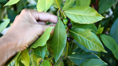 Ghid complet de îngrijire a plantei de Dafin [Laurus nobilis] - Cum să ai o plantă sănătoasă și viguroasă