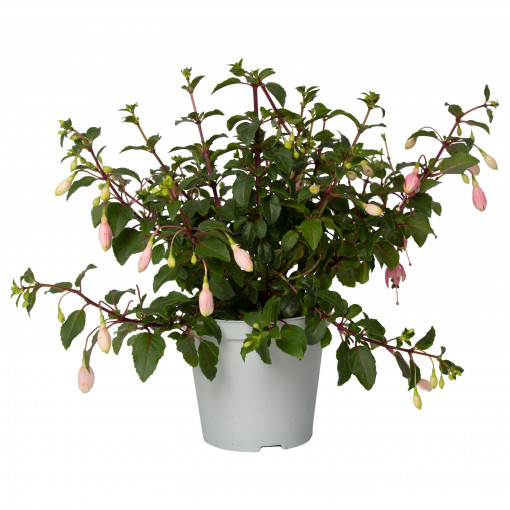 Cercelusi roz, Fuchsia cesp, planta naturala ornamentala, in ghiveci P14, H 20/30 cm