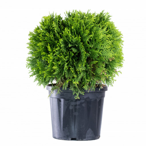 Planta naturala Thuja occidentalis var Danica, conifer vesnic verde, de exterior, in ghiveci, Ø 40/50 cm, H 35/45 cm, verde