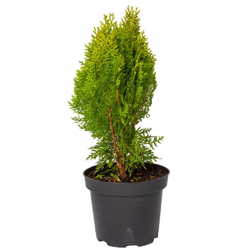 Planta naturala Thuja orientalis var Aurea Nana, conifer vesnic verde, de exterior, in ghiveci, C2, Ø 15/25 cm, H 25/35 cm, verde-auriu