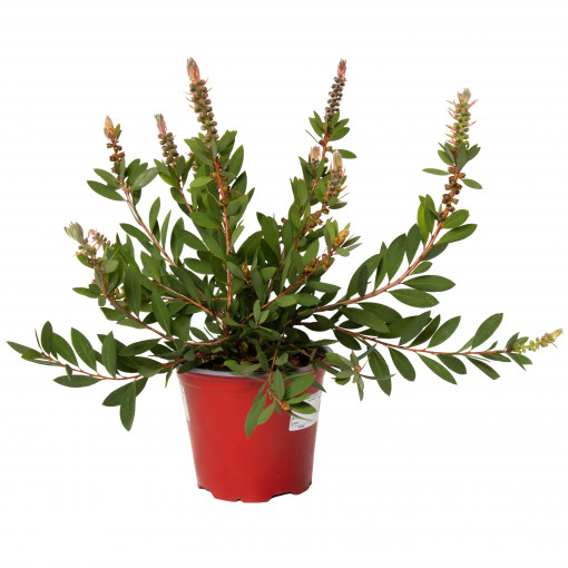 Planta peria de sticla, Callistemon bottlebrush, arbust vesnic verde, decorativ, in ghiveci P14, H20/30 cm, rosu