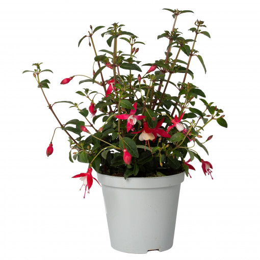 Cercelusi rosu, Fuchsia cesp, planta naturala ornamentala, in ghiveci P14, H 20/30 cm