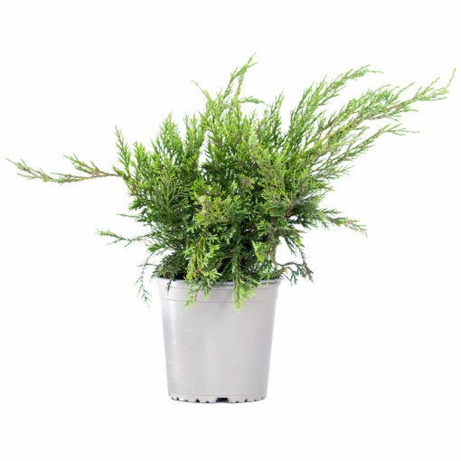 Planta naturala Juniperus Old Gold, conifer acoperitor de sol, vesnic verde, de exterior, in ghiveci P13, Ø 30/40 cm, H 25/35 cm, verde albastrui