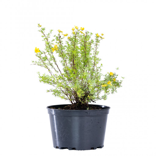 Planta naturala Potentilla fruticosa, arbust decorativ cu flori, in ghiveci CLT 2, Ø 35/45 cm, H 25/35 cm, galben