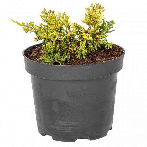 Ienupar tarator, Juniperus horizontalis var 'Golden Carpet', arbust conifer vesnic verde, planta naturala de exterior, in ghiveci C2, Ø 15/25 cm, H 25/35 cm, verde auriu