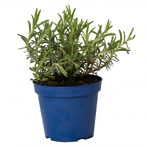 Lavanda, Lavandula hidcote, planta perena aromatica, in ghiveci P12, H 5-15 cm, violet