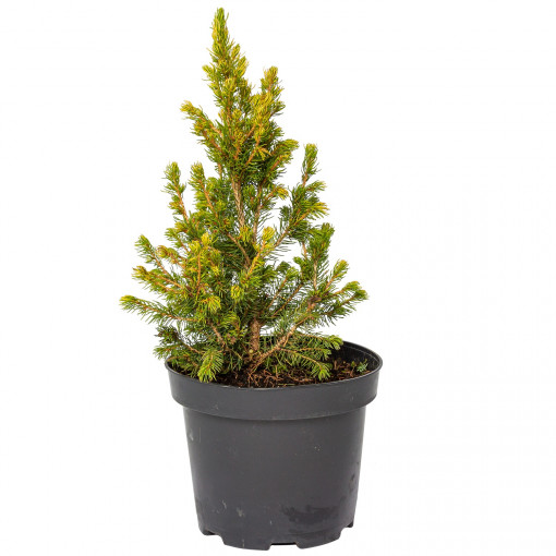 Planta naturala Picea pungens var Daisy's White, molid conic vesnic verde, de exterior, in ghiveci C2, Ø 15/25 cm, H 25/35 cm, verde-galbui