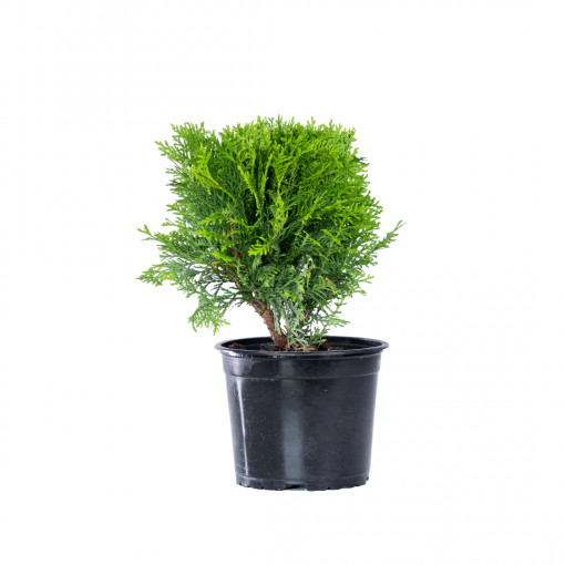 Planta naturala Thuja globosa var Aurea, conifer vesnic verde, de exterior, in ghiveci C2, Ø 40/50 cm, H 35/45 cm, verde auriu