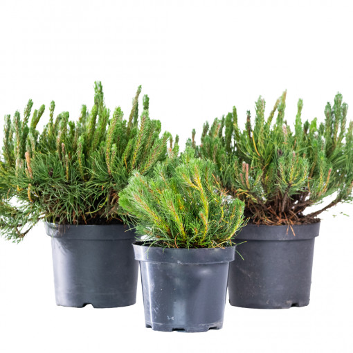Planta naturala Pinus mugo var Mughus, pin pitic vesnic verde, de exterior, in ghiveci C2, Ø 15/25 cm, H 15/25 cm, verde