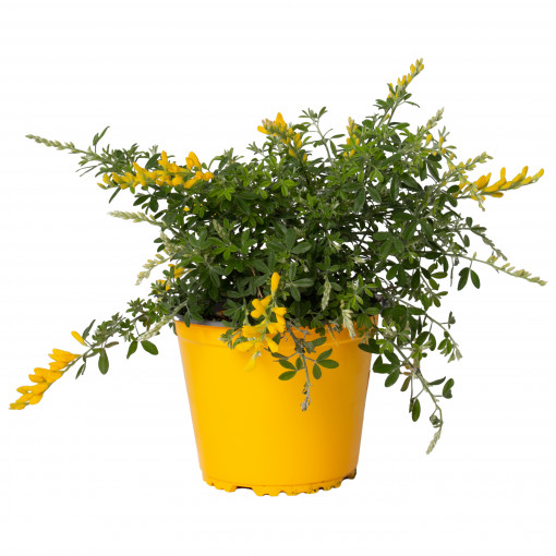 Planta naturala "Sarbatoarea argintului", Cytisus racemosus, tufa ornamentala, in ghiveci P14, H 10/20 cm, galben