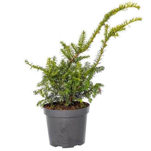 Planta naturala Taxus media Hilli, arbust vesnic verde, in ghiveci C2, Ø 15/25 cm, H 25/35 cm, verde viu
