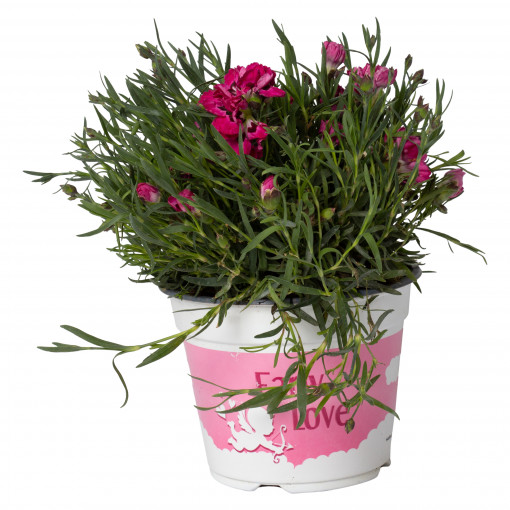 Garofita roz, Dianthus 'Early Love', planta naturala decorativa, in ghiveci P14, H 5/15 cm