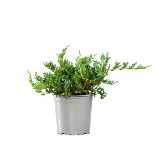Ienupar tarator, Juniperus horizontalis var 'Wiltonii', arbust conifer vesnic verde, planta naturala de exterior, in ghiveci C2, Ø 15/25 cm, H 25/35 cm, verde viu
