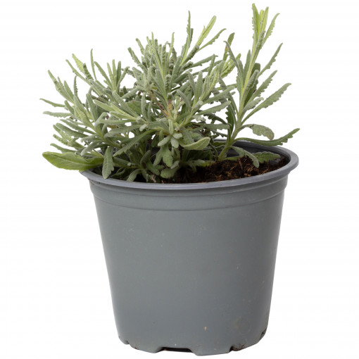 Lavanda mov, Lavandula goodwing, planta aromatica perena, in ghiveci P14, H 10/20 cm
