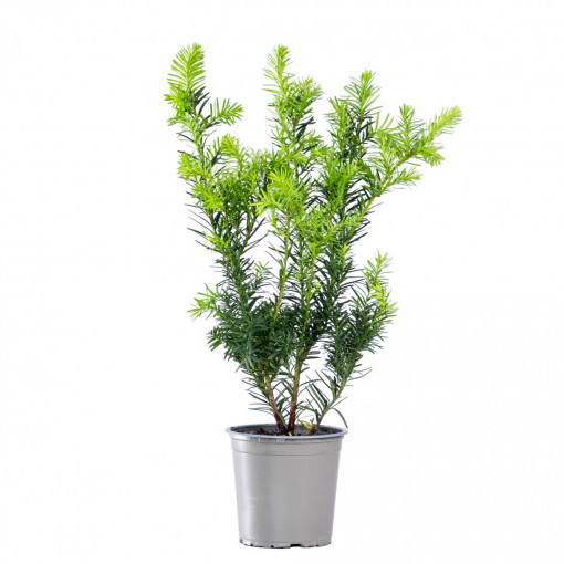 Planta naturala Taxus media Densiformis, arbust vesnic verde, in ghiveci P13, Ø 15/25 cm, H 30/40 cm, verde stralucitor