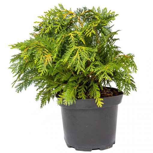 Planta naturala Thuja occidentalis var Sunkist, conifer vesnic verde, de exterior, in ghiveci, C2, Ø 15/25 cm, H 25/35 cm, verde viu