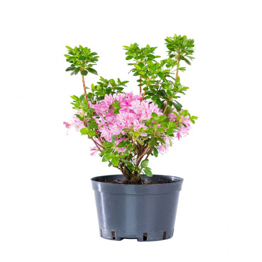 Azalee, Azalea japonica var 'Kermesina Rose', planta naturala, decorativa de exterior, in ghiveci C2, Ø 25/35 cm, H 35/45 cm, roz