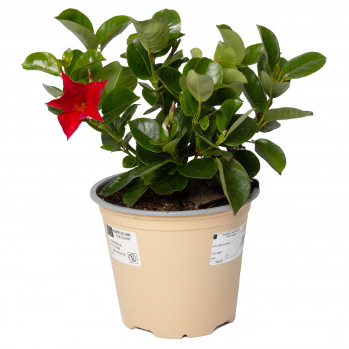 Mandevilla, Dipladenia sundeville, planta perena cataratoare, decorativa, in ghiveci P14, H 10/20 cm, rosu