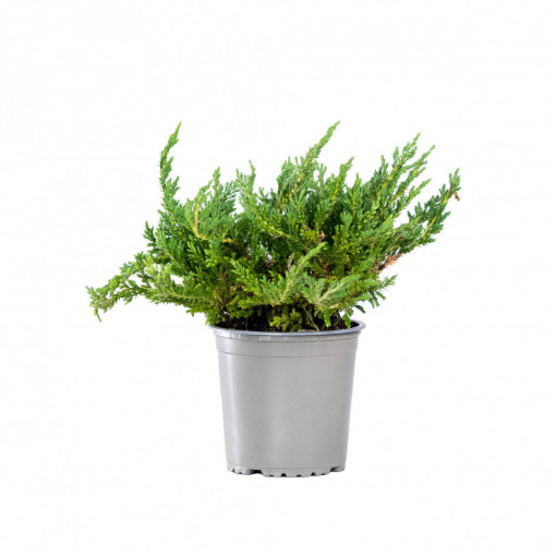 Planta naturala Juniperus communis var Repanda, conifer tarator vesnic verde, de exterior, in ghiveci C2, Ø 15/25 cm, H 25/35 cm, verde