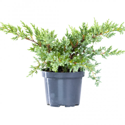 Planta naturala Juniperus procumbens var. Nana, conifer tarator vesnic verde, de exterior, in ghiveci P13, Ø 45/55 cm, H 15/25 cm, verde cenusiu