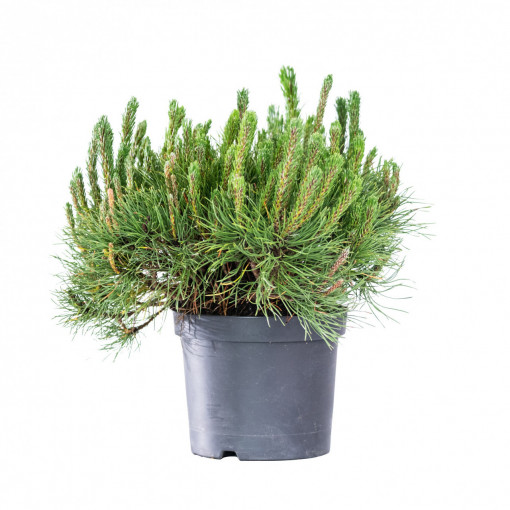 Planta naturala Pinus mugo var Mughus, pin pitic vesnic verde, de exterior, in ghiveci C3, Ø 15/25 cm, H 25/35 cm, verde