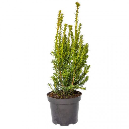 Planta naturala Taxus baccata var Summergold, arbust vesnic verde, in ghiveci C2, Ø 15/25 cm, H 25/35 cm, verde-auriu