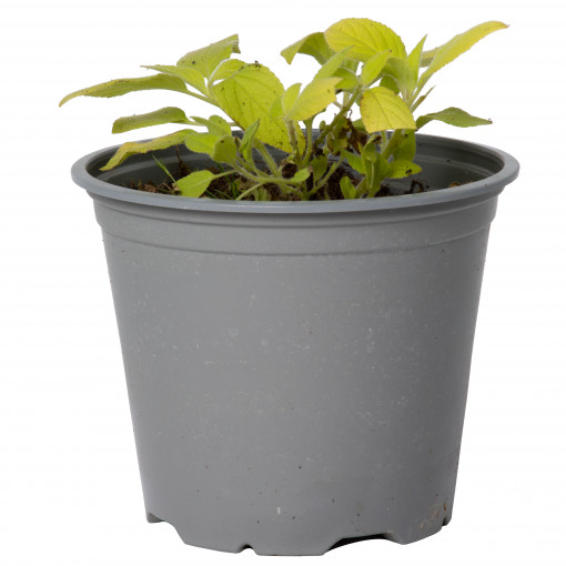 Salvie, Salvia elegans Honeymelon, planta perena cu frunze aromate, in ghiveci P14, H 5/15 cm