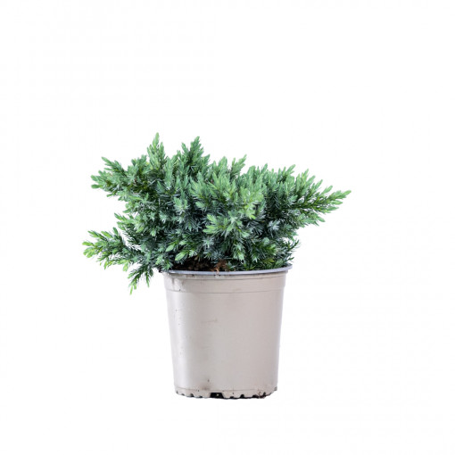 Planta naturala Juniperus conferta var Schlager, conifer pitic vesnic verde, de exterior, in ghiveci C2, Ø 15/25 cm, H 25/35 cm, verde argintiu