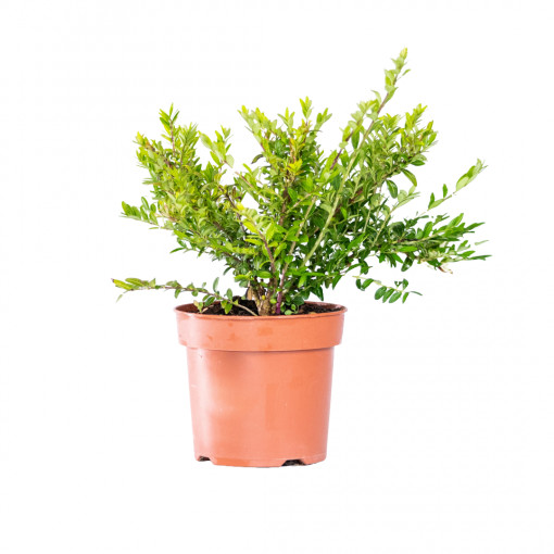Planta naturala Lonicera pileata, arbust ornamental cu frunzis persistent, in ghiveci CLT 1.5, Ø 15/25 cm, H 20/30 cm, verde