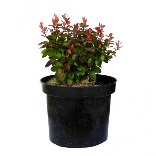 Dracila japoneza pitica, Berberis thunbergii, planta naturala decorativa de exterior, in ghiveci C2, Ø 25/35 cm, H 20/30 cm, rosu