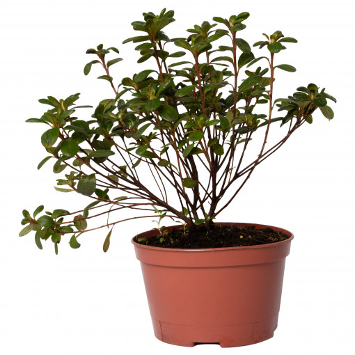 Planta naturala Azalea japonica var ‘Tornella’, decorativa de exterior, in ghiveci C2, H 20-30 cm, roz inchis
