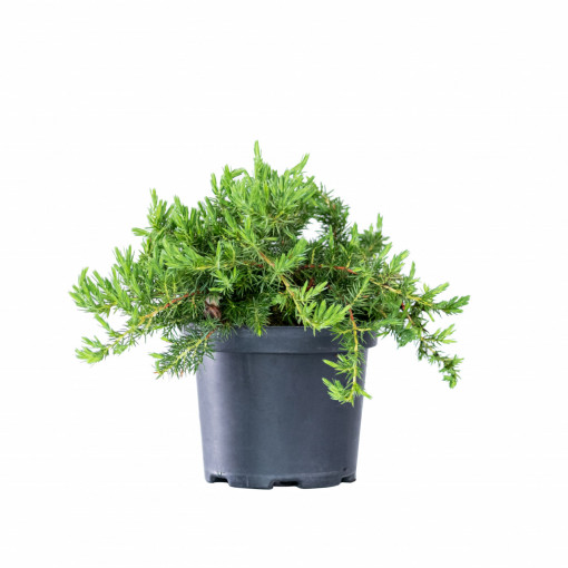 Planta naturala Juniperus squamata var Blue Star, ienupar vesnic verde, de exterior, in ghiveci P13, Ø 15/25 cm, H 15/20 cm, verde argintiu