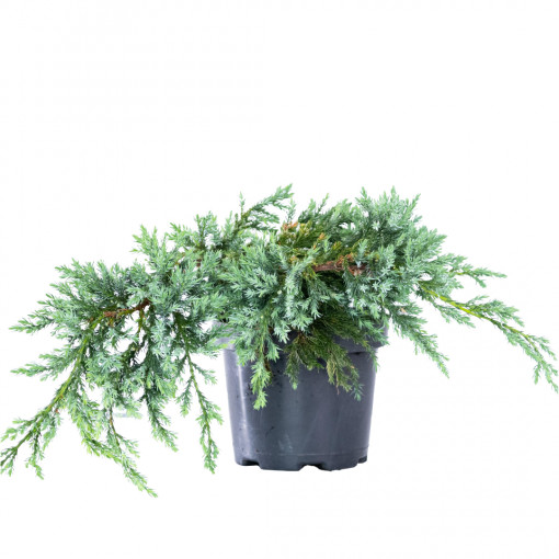 Planta naturala Juniperus squamata var Blue Swede, ienupar tarator vesnic verde, de exterior, in ghiveci C3, Ø 30/40 cm, H 35/45 cm, verde albastrui