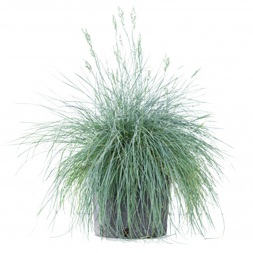 Iarba albastra, Festuca glauca var. 'Elijah Blue', planta decorativa perena, de exterior, in ghiveci CLT 1.5, Ø 15/25 cm, H 15/25 cm, verde albastrui