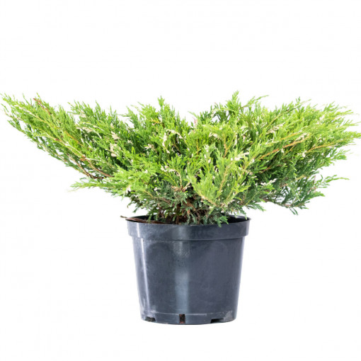 Ienupar tarator, Juniperus horizontalis var &#039;Andorra Compacta&#039;, arbust conifer vesnic verde, planta naturala de exterior, in ghiveci C2, Ø 25/35 cm, H 15/25 cm, verde intens