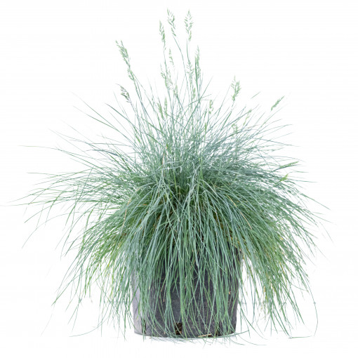Planta naturala Festuca glauca, iarba decorativa perena, de exterior, in ghiveci CLT 3, Ø 35/45 cm, H 25/35 cm, verde albastrui