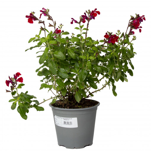 Salvie de toamna, Salvia gregii 'Red', planta erbacee perena, in ghiveci P14, H 20/30 cm, rosu