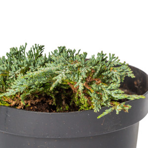 Ienupar tarator, Juniperus horizontalis var 'Ice Blue', arbust conifer vesnic verde, planta naturala de exterior, in ghiveci C2, Ø 15/25 cm, H 25/35 cm, verde-albastrui