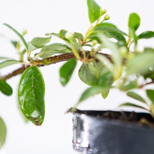Planta naturala Cotoneaster horizontalis var Bella, arbust acoperitot de sol, exterior, in ghiveci CLT 3, H 10/20 cm, verde inchis