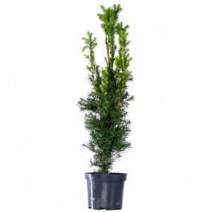 Planta naturala Taxus media Hilli, arbust vesnic verde, in ghiveci P13, Ø 15/25 cm, H 65/75 cm, verde