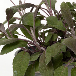Salvie medicinala, Salvia officinalis, planta erbacee perena, aromatica de interior/exterior, in ghiveci P14, H 10/20 cm, rosie