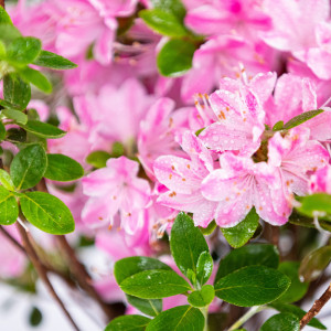 Azalee, Azalea japonica var 'Kermesina Rose', planta naturala, decorativa de exterior, in ghiveci C2, Ø 25/35 cm, H 35/45 cm, roz