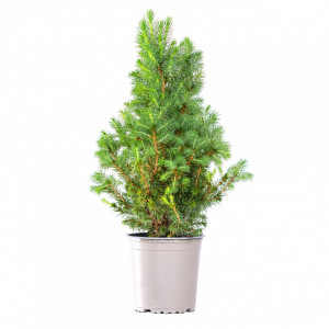 Planta naturala Picea pungens var Glauca Conica, molid conic vesnic verde, de exterior, in ghiveci P13, Ø 15/25 cm, H 35/45 cm, verde