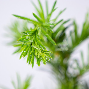 Planta naturala Taxus media Densiformis, arbust vesnic verde, in ghiveci P13, Ø 15/25 cm, H 30/40 cm, verde stralucitor