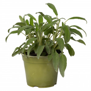 Salvie medicinala, Salvia officinalis, planta erbacee perena, aromatica de interior/exterior, in ghiveci P14, H 10/20 cm, verde