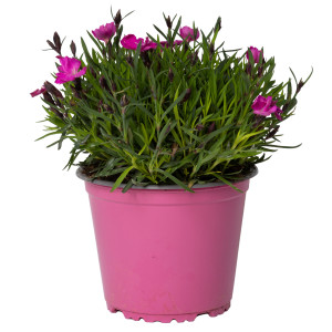 Garofita roz, Dianthus kahori, planta naturala decorativa, in ghiveci P14, H 5/15 cm
